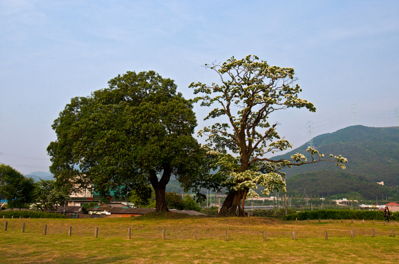 오래된 팽나무와 바짝 붙어서 순백의 꽃을 활짝 피운 양산 신전리 이팝나무.