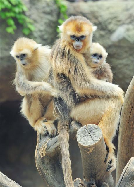 석가탄신일을 나흘 앞둔 24일 경기 용인 에버랜드 동물원에서 멸종위기종인 황금원숭이 형제들이 한가로운 시간을 보내고 있다.  에버랜드 제공