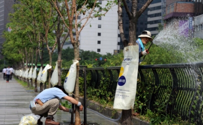 목마른 나무 위한 물주머니