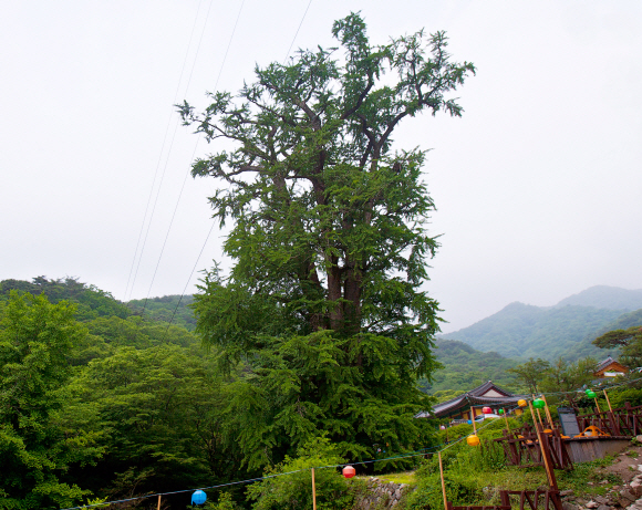 소나기 구름을 떠받치고 서 있는 용문사 은행나무는 우리 민족 1000년 역사의 증거로 남았다.