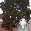[고규홍의 나무와 사람이야기] (83) 廣州 곤지암 향나무