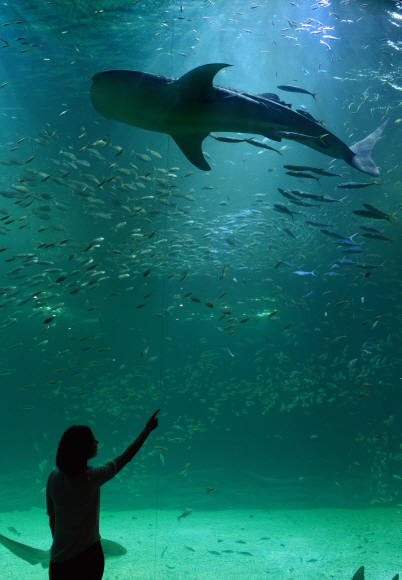 한 관람객이 한화 아쿠아플라넷 제주의 메인 수조인 ‘제주의 바다’에서 유영하고 있는 고래상어를 바라보고 있다. 
