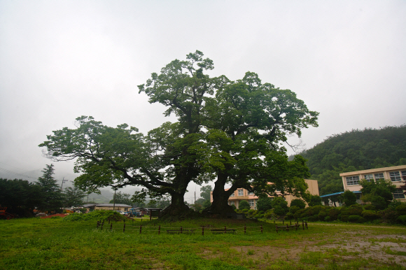 폐교된 뒤 쓸쓸해진 운동장 한가운데를 지키고 서 있는 화순 야사리 느티나무 한 쌍의 여름 풍경.