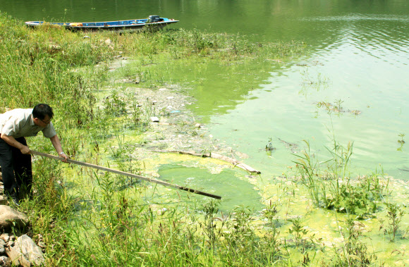 충북 옥천군 군북면 추소리 앞 대청호에서 녹조가 발생해 호수 전체가 녹색으로 물들어 있다. 옥천 연합뉴스