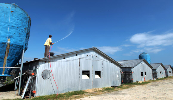 7일 오후 충북 충주시 금가면 사암리에서 양계업을 하는 한 농민이 양계장 지붕 위에 올라가 물을 뿌리며 열기를 식히고 있다.  충주 연합뉴스