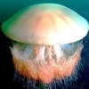 ‘해수욕장 불청객’ 해파리떼의 습격