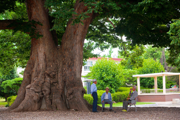 둘레 8.78m의 거목 한재초등학교 졸업생인 구순 노인들이 오랜만에 나무 그늘에 들어 옛이야기를 나누고 있다.