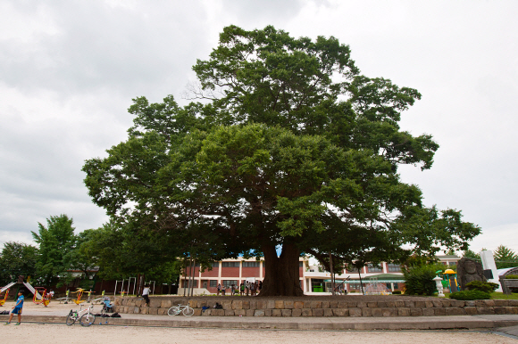 학교의 상징으로 교정 한켠에 우뚝 서 있는 담양 대치리 느티나무.