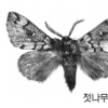 지리산은 ‘나방 천국’