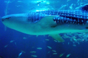 짝 잃은 고래상어 다시 제주 바다로