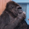 수화 배운 고릴라 “이 아파”… 인간과 通하다