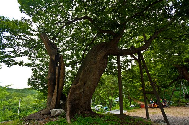 할배느티나무를 마주 보며 다소곳이 서 있는 할매느티나무. 줄기가 둘로 나뉜 게 눈에 들어온다.