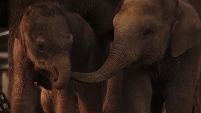관광상품으로 내몰리고 있는 어린 코끼리들. 코끼리 고아원은 코끼리를 보호하는 곳이 아니라 상품화하는 곳으로 변질됐다.
