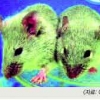 줄기세포로 쥐새끼 출산…불임 해결 청신호