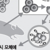 쥐 피부조직서 만든 난자로 새끼 출산