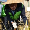 서울시 올해 벼 7천여 포기 추수