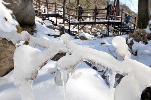 서울지역 최저기온이 영하 13.2도까지 떨어지는 등 강추위가 찾아온 9일 오후 서울 도봉산 등산로에 나뭇가지가 얼어붙어있다. 연합뉴스