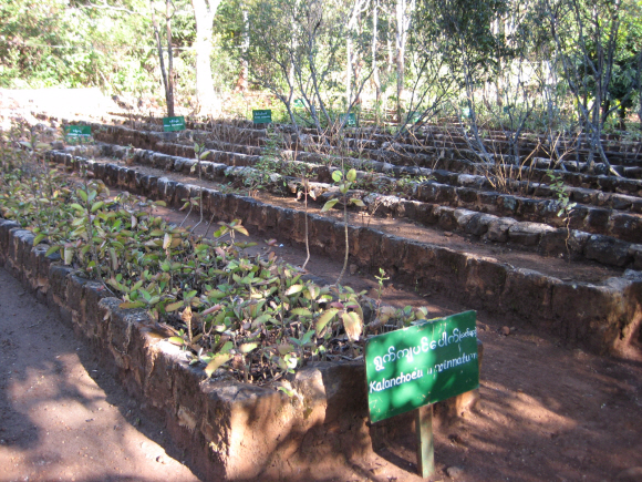 포파산 약초연구소에서 재배 중인 각종 약초와 나무.