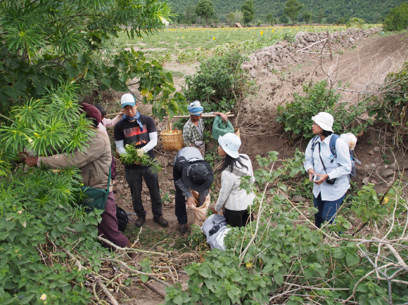 미얀마 바간시에 위치한 국립공원 포파산에서 한국조사팀이 원주민과 함께 약초 채집을 하고 있다. 우리 연구진은 이곳 나왕나무 성분 분석을 통해 염증 억제 성분이 있다는 것을 세계 최초로 밝혀냈다.