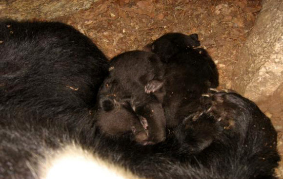지난해 1월 지리산에서 태어난 새끼 반달가슴곰 형제. 유전자 분석 결과 새끼곰 한 마리는 어미곰과 야생 토종 반달가슴곰이 짝짓기를 해 태어난 것으로 나타났다. 국립공원관리공단 제공