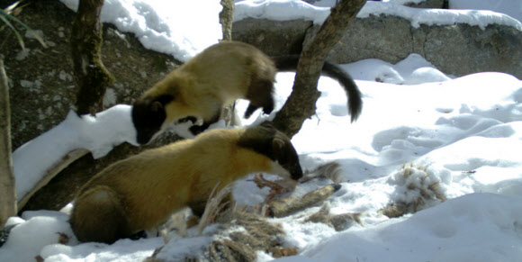 한국 사회의 야생 생태계 맨 위쪽 포식자로 자리 잡은 담비 두 마리가 최근 눈밭에서 고라니 사냥에 성공한 뒤 느긋한 식사를 즐기고 있다. 국립환경과학원 제공