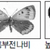 나비야 어딨니… 남한서식 30종 멸종위기