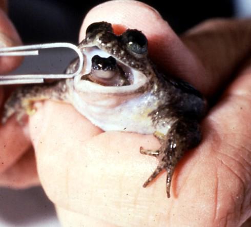 호주 지역에서 1980년대 초반 멸종한 위부화개구리. 위 속에서 알을 부화해 키운 후에 뱉는다.  내셔널 지오그래픽