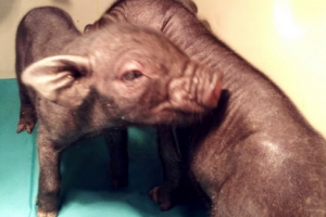 동결된 조직서 복제돼지 생산 성공