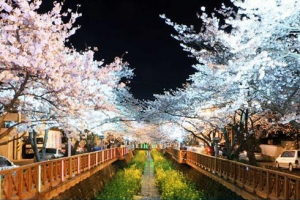 벚꽃이 활짝 피었습니다!  진해 군항제 새달 1일 개막