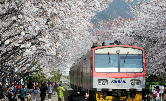 맑고 포근한 봄날씨를 보인 27일 경남 창원시 진해구 경화역에 모인 상춘객들이 활짝 핀 벚꽃 사이로 지나는 열차를 사진 속에 담고 있다. 