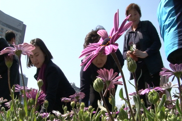 지난 27일 서울 시청광장에서 열린 ‘서울, 꽃으로 피다’ 행사에 참석한 시민들이 꽃 화분을 고르고 있다.