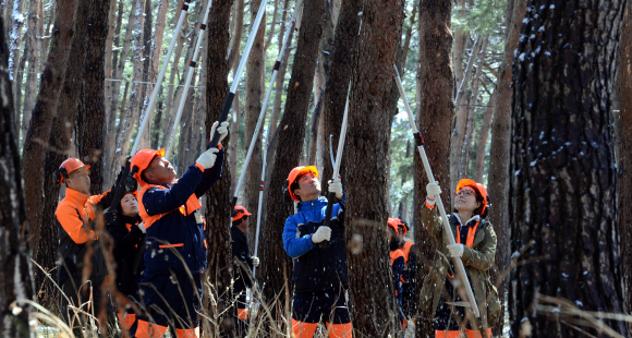산림조합중앙회 임업기계훈련원 교육생들이 숲가꾸기 수업시간에 고지(高枝)절단 톱을 이용한 가지치기 교육을 받고 있다. 숲가꾸기사업이란 인공 조림지나 천연림이 건강하고 우량하게 자랄 수 있도록 숲을 가꾸고 키우는 사업이다(강릉 임업기계훈련원). 