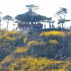 개나리 천국 응봉산