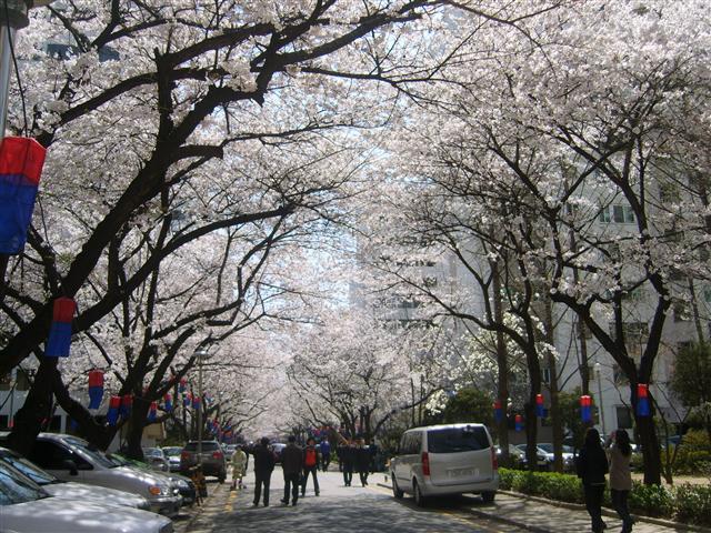 오는 13일 한바탕 벚꽃축제가 열릴 예정인 서초구 방배본동 삼호아파트 일대는 매년 4월이면 벚꽃 터널이 하늘을 가린다.