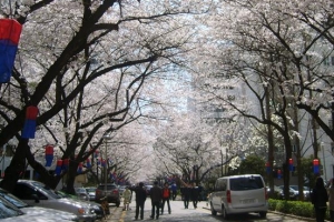 ‘서울의 봄’ 숨은 벚꽃 명소서 즐겨요