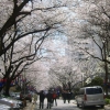 ‘서울의 봄’ 숨은 벚꽃 명소서 즐겨요