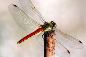 사냥 성공률 9% ‘전설의 사냥꾼’ 정체는