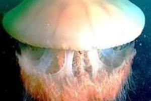 ‘바다의 불청객’ 해파리, 콜라겐 보고로