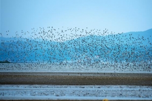 서해 4개 ‘검은 진주’… 세계유산으로 빛낸다