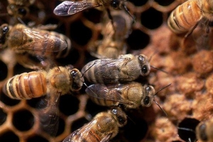 꿀벌, 왜 사라지고 있나