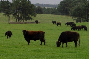 제주 흑우 천연기념물 지정 예고