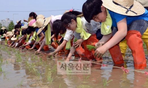 “이게 모야” 어린이들 도심 속 모내기 체험