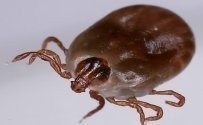 16일 국내에서 첫 의심환자 사망을 발생시킨 작은소참진드기 일본 국립감염증연구소 곤충의과학부 제공