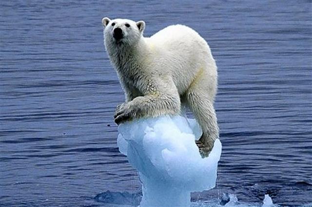 기후 변화와 지구온난화로 생태계가 위협을 받고 있다. 녹아내리는 빙하 위에 위태롭게 서 있는 북극곰이 지구온난화의 심각성을 보여 주고 있다. 서울신문 포토라이브러리
