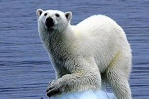 펄펄 끓는 지구… 식물 절반·동물 3분의1 곧 멸종한다