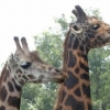 세계 최다산 기린 부부가 한국에 있다! 몇 마리나 낳았길래…