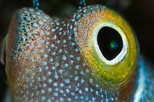 카메라 향해 미소짓는 ‘귀요미’ 물고기