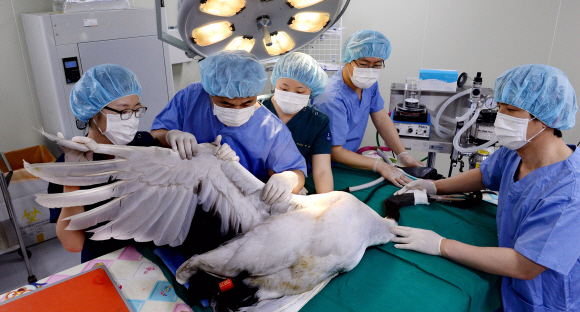 서울대공원 동물병원에서 수의사들이 날개와 부리에 큰 상처를 입은 두루미를 마취한 후 수술하고 있다. 동물병원의 수술은 일반 종합병원처럼 첨단기기를 활용한 검사를 한 후 신속히 진행된다.