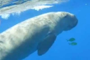 ‘인어 동영상’ 주인공으로 지목된 듀공은…