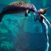 인어 추정 생명체가 듀공? 듀공과 매너티는 사라지고 있다!